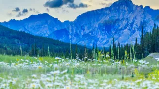 Serene view of white wild flowers and distant, blue mountains.