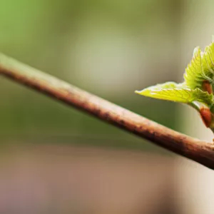 Branch with leaves.