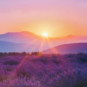 Sunrise over a meadow