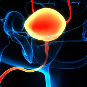 bladder cancer anatomy