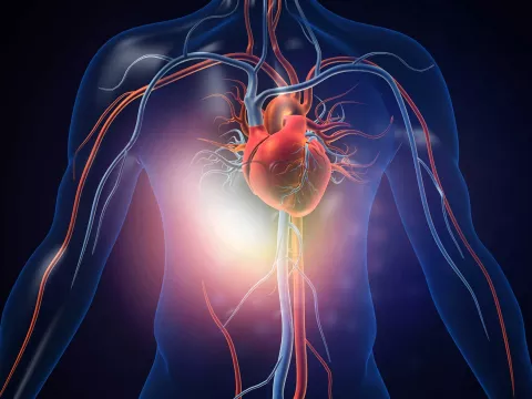 A 3D image illustrating the body with the heart and veins.