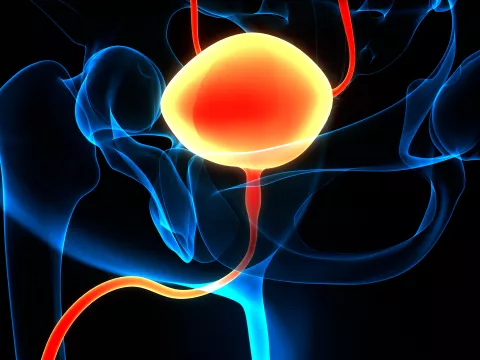 Bladder cancer anatomy