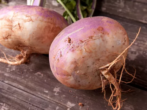 The root vegetable, rutabaga