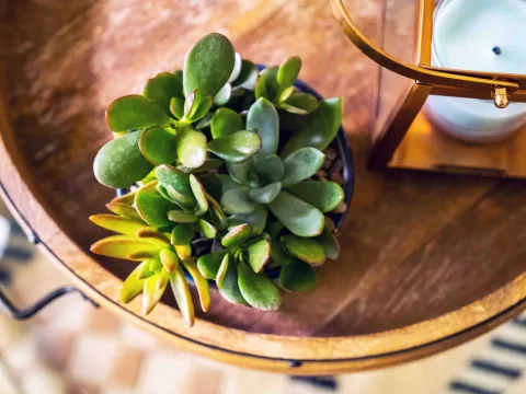 Succulents on table.