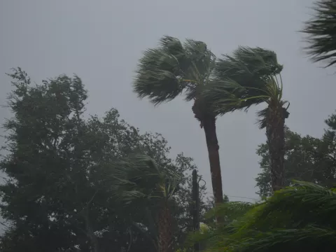 Trees in wind from hurricane