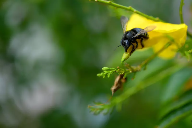 A bumblebee on a yellow leaf