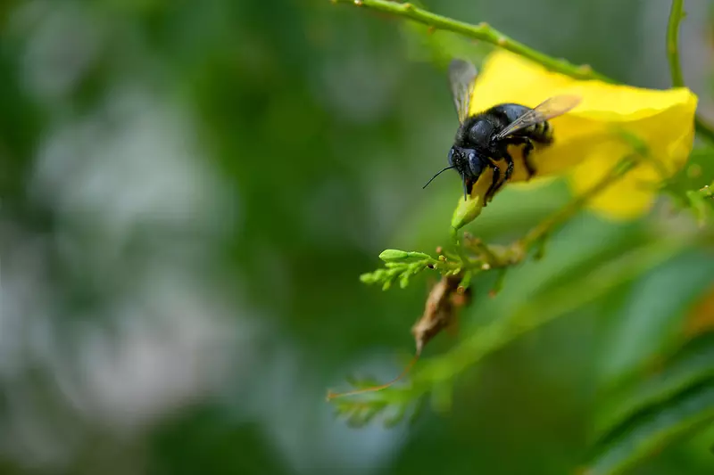 Bumblebee on a yellow leaf
