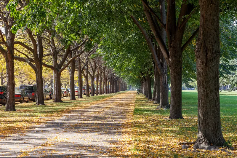 a walking path lined with trees