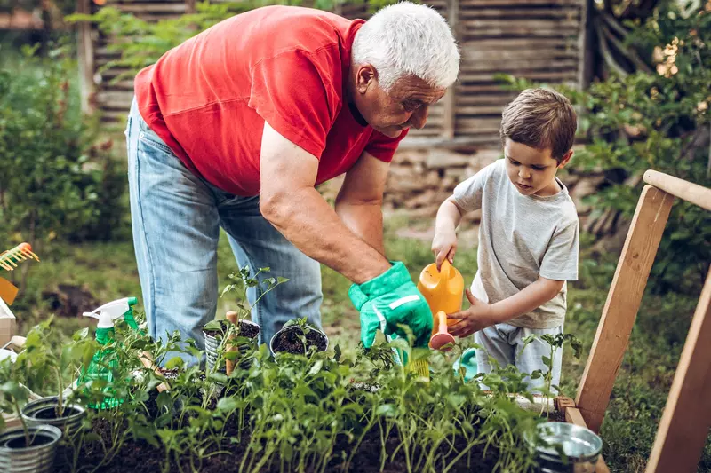 An older man and a little boy gardening together.