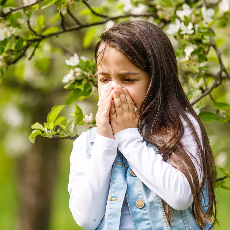 A Little Girl Blows Her Nose in an Orchard as the Flowers are Blooming.