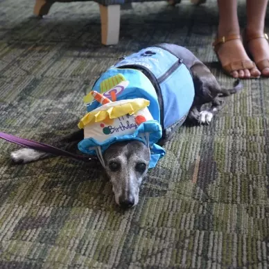 Aluzja the therapy dog celebrates her birthday, complete with a little hat.