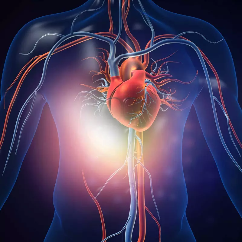 A 3D image illustrating the body with the heart and veins.