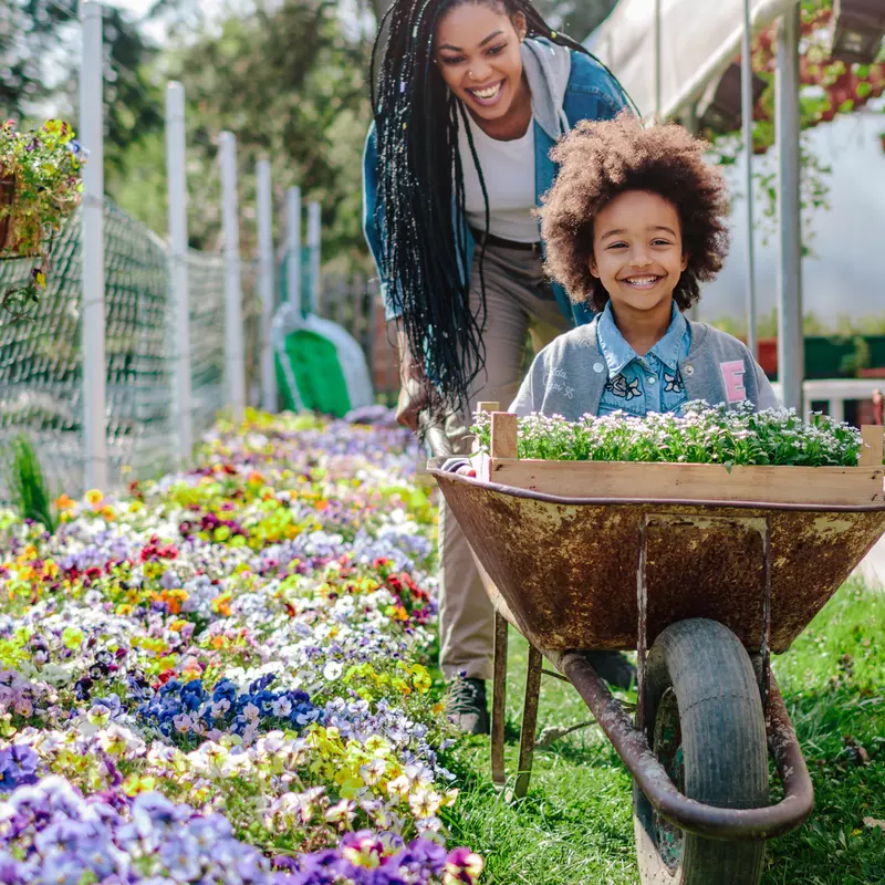 A Mother Pushes Her Child in a Wheelbarrow Through a Nursery of Flowers
