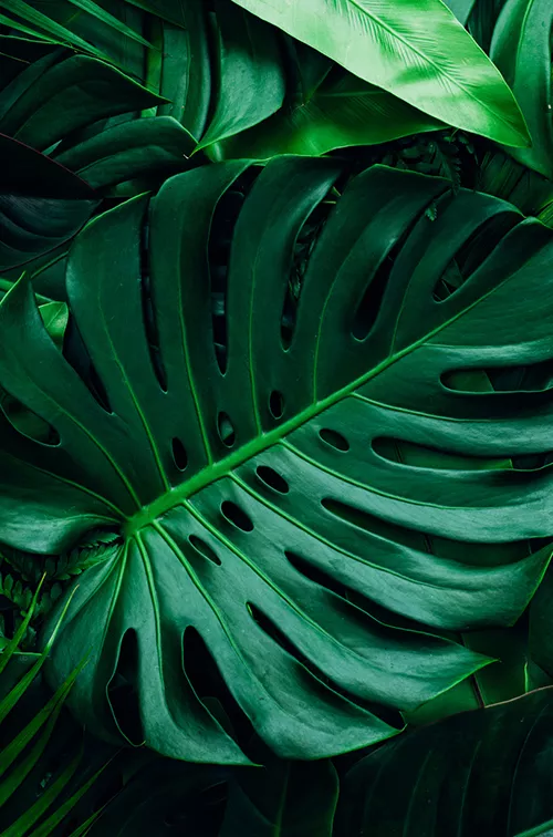 A group of palm leaves with a smartphone that has the AdventHealth WholeYou app on screen.