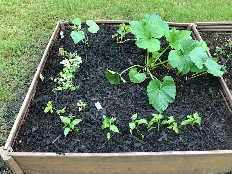 Garden bed with labels