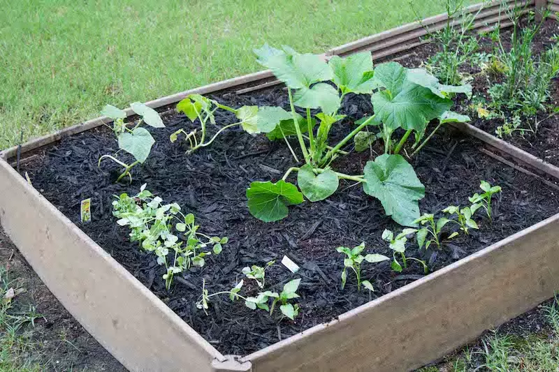 Garden bed with new plants
