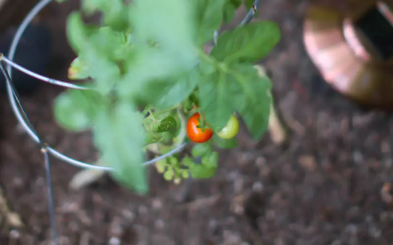 Tomato in garden